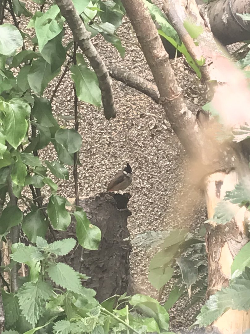Red-whiskered bulbul