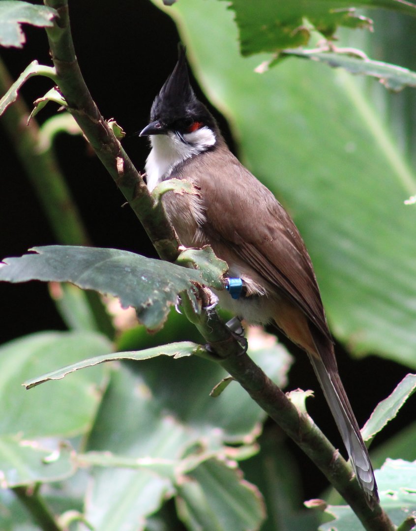 Red-whiskered bulbul