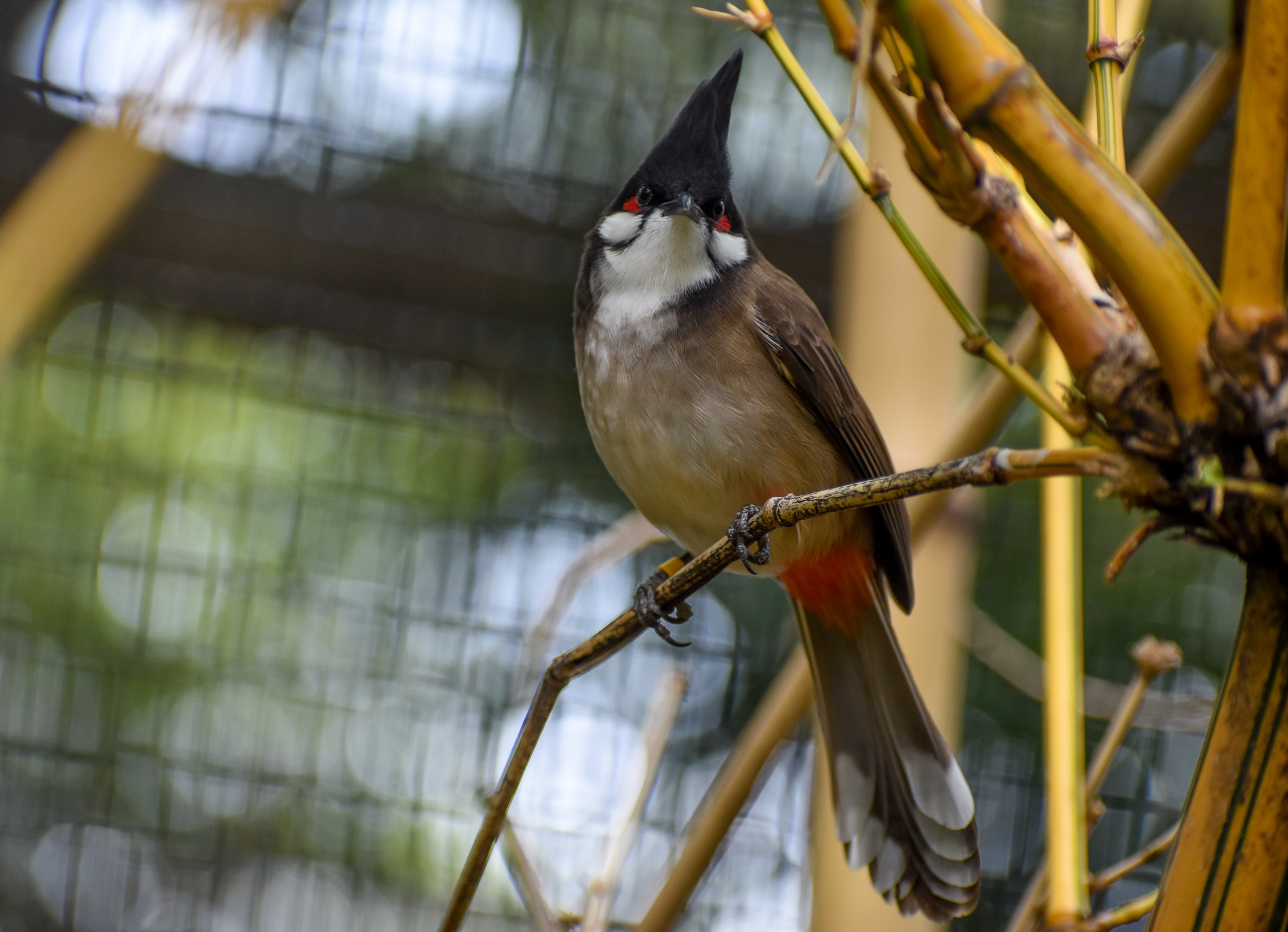 Red-whiskered Bulbul