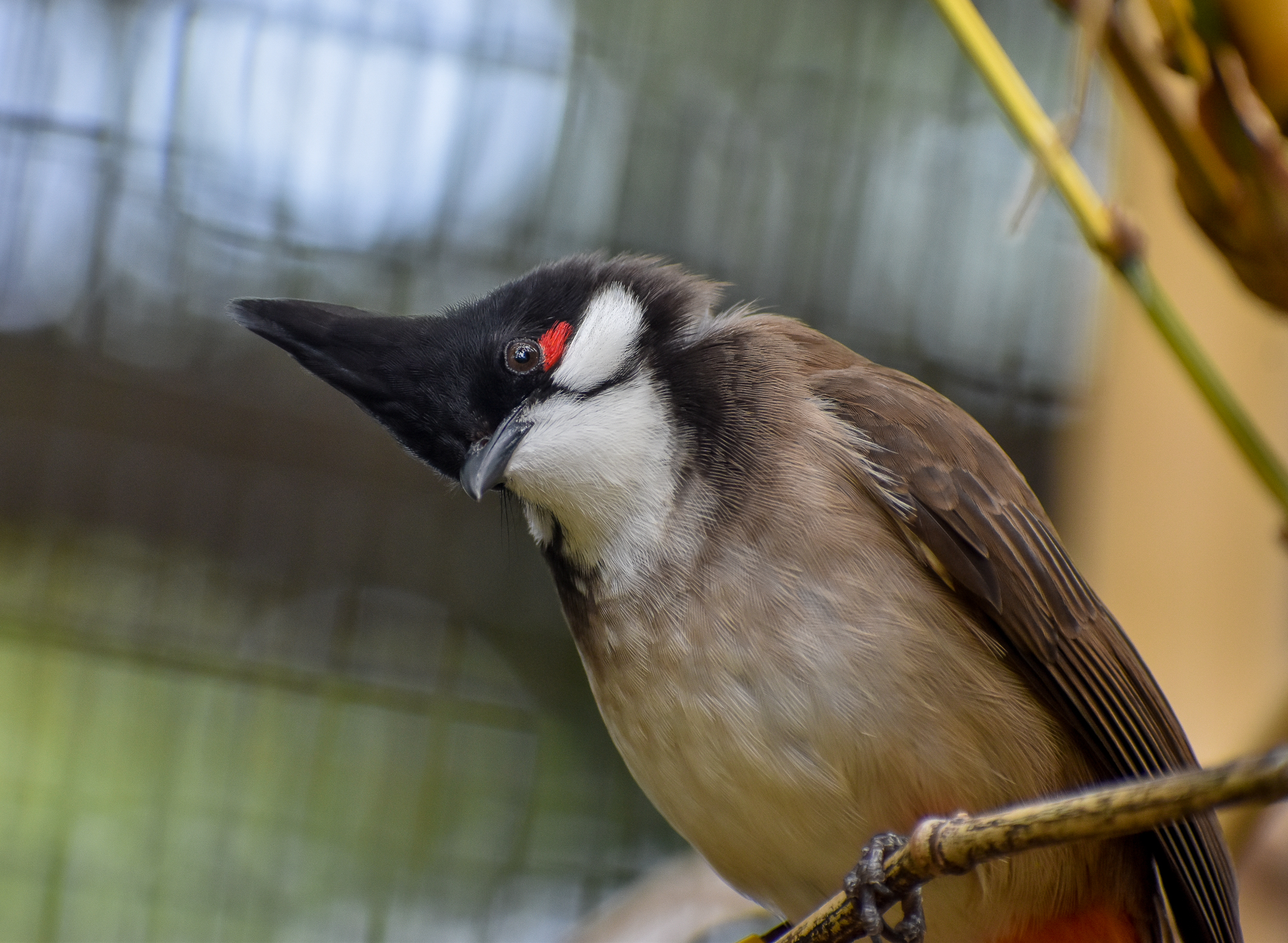 Red-whiskered Bulbul