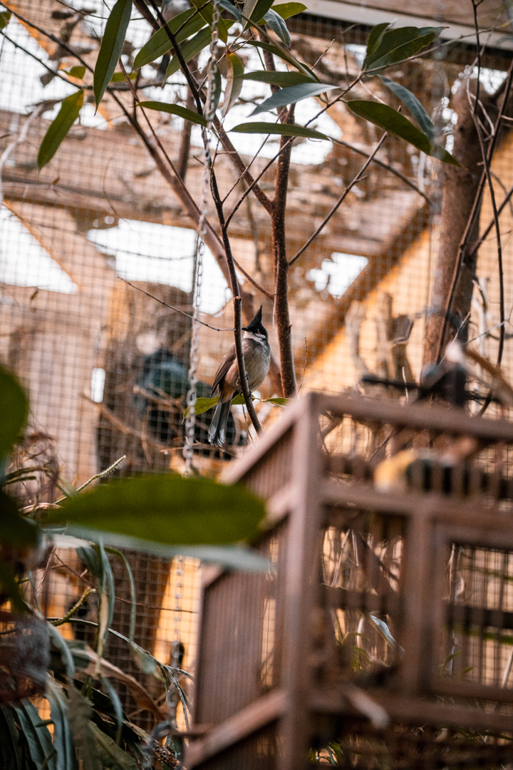 Red-Whiskered Bulbul
