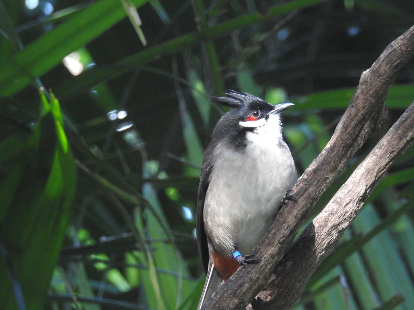 Red-Whiskered Bulbul