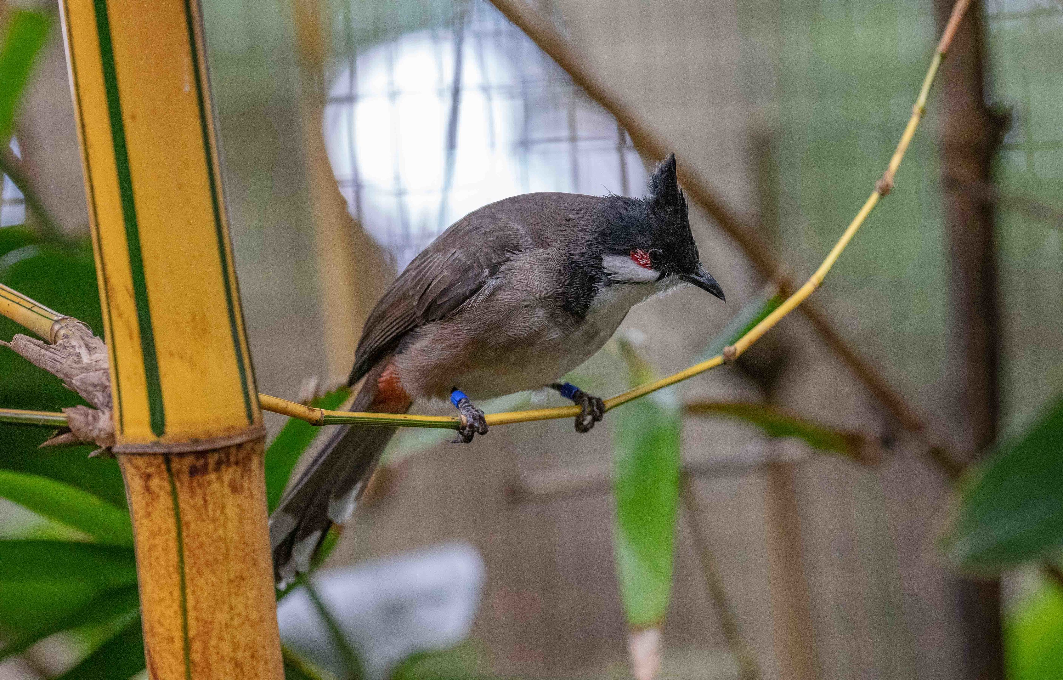 Red-whiskered Bulbul