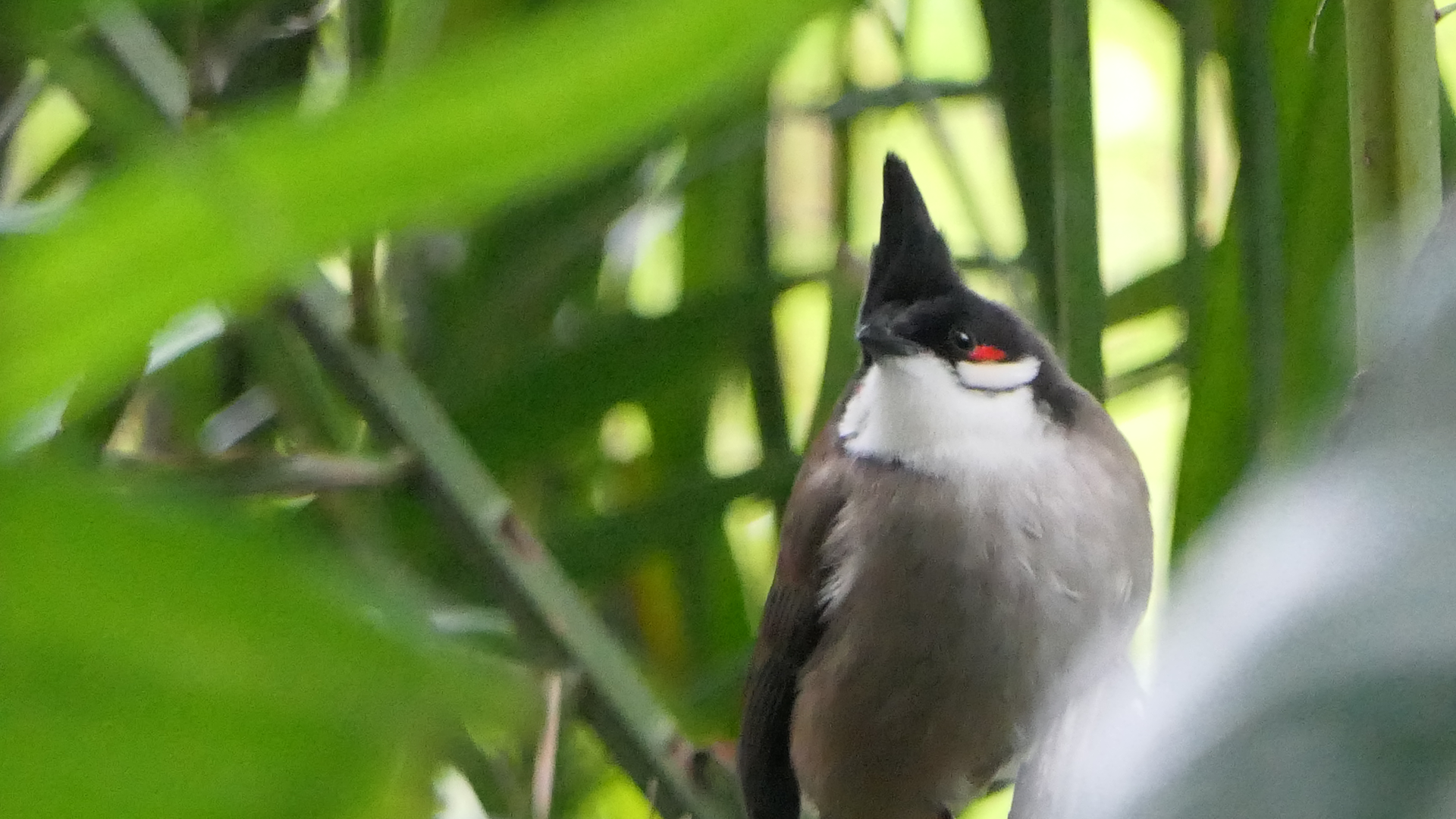 Red-whiskered Bulbul
