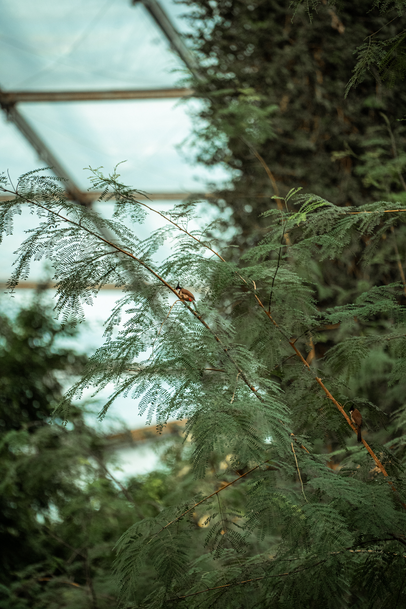 Red-whiskered bulbul