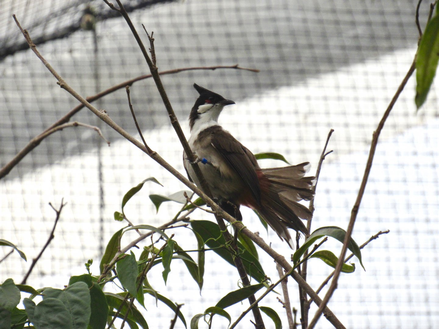 Red-whiskered bulbul