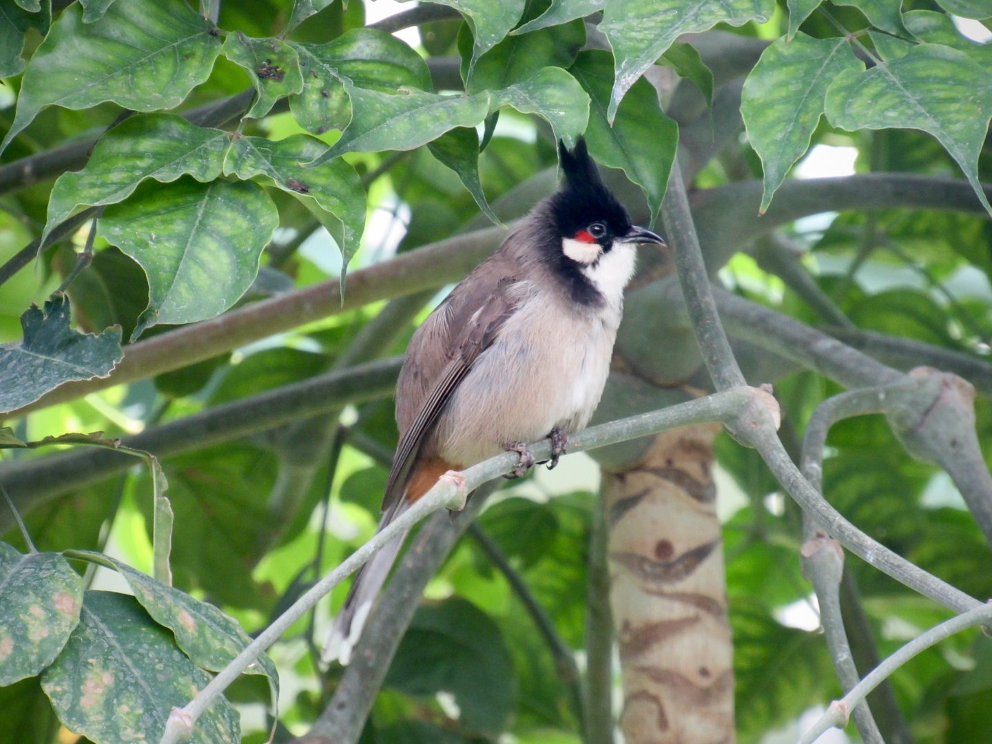 Red-whiskered bulbul