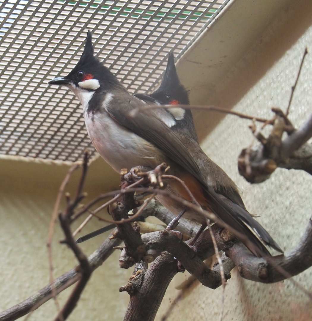 Red-whiskered bulbuls (Pycnonotus jocosus), 2021-06-12