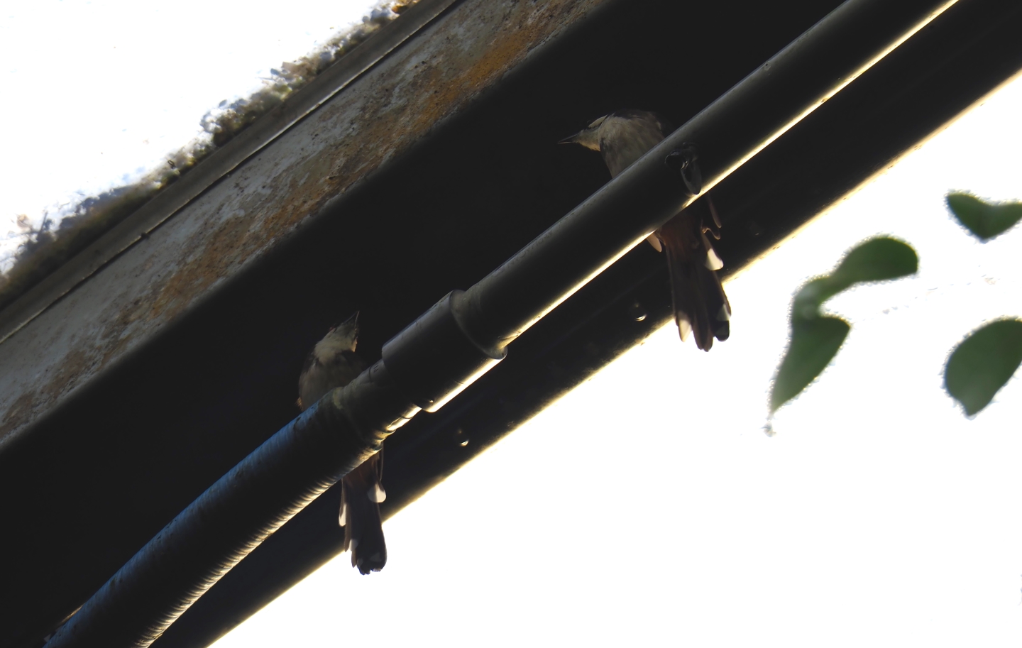 Red-whiskered bulbuls (Pycnonotus jocosus) under the roof (Sep 16th, 2018)