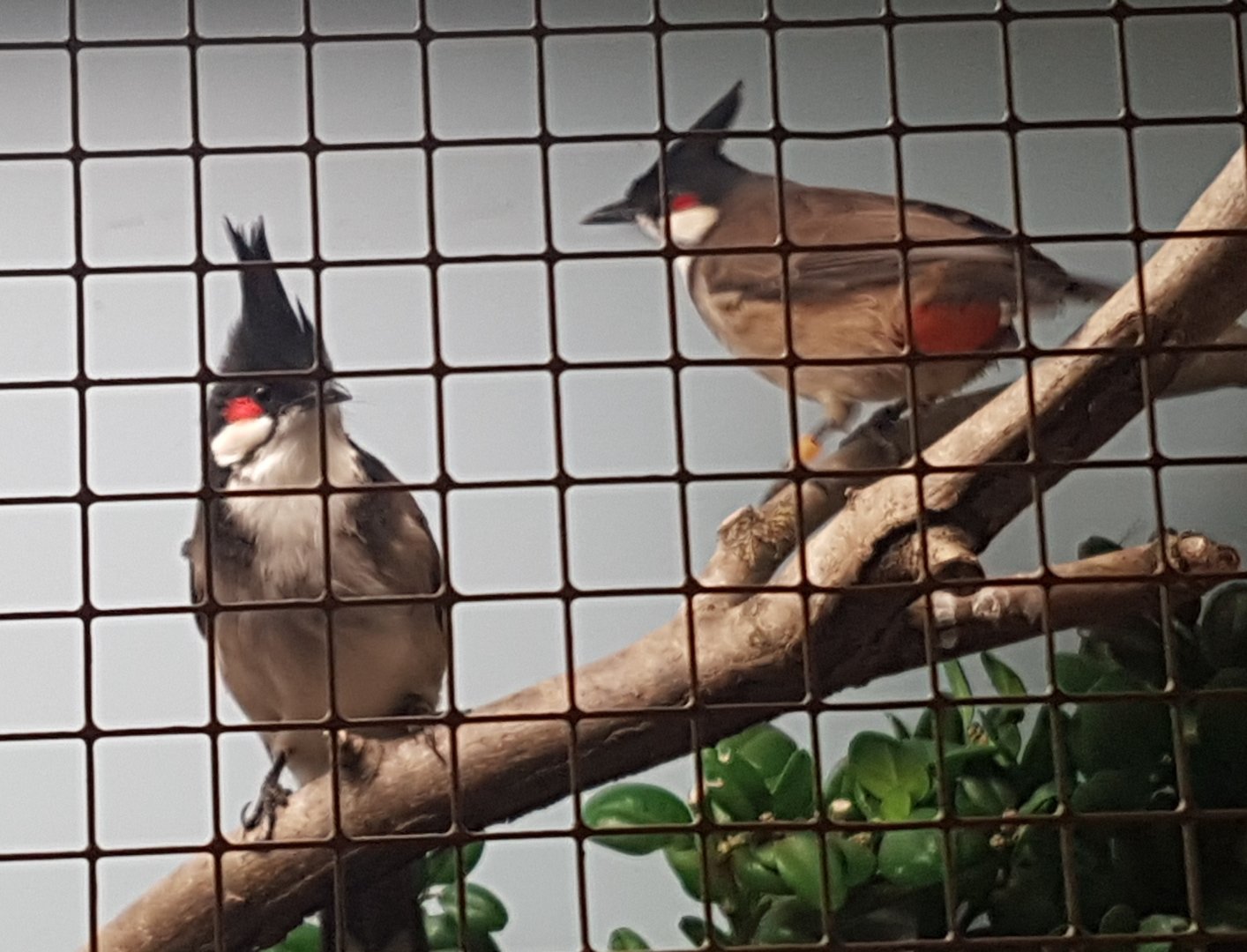 Red-whiskered bulbuls