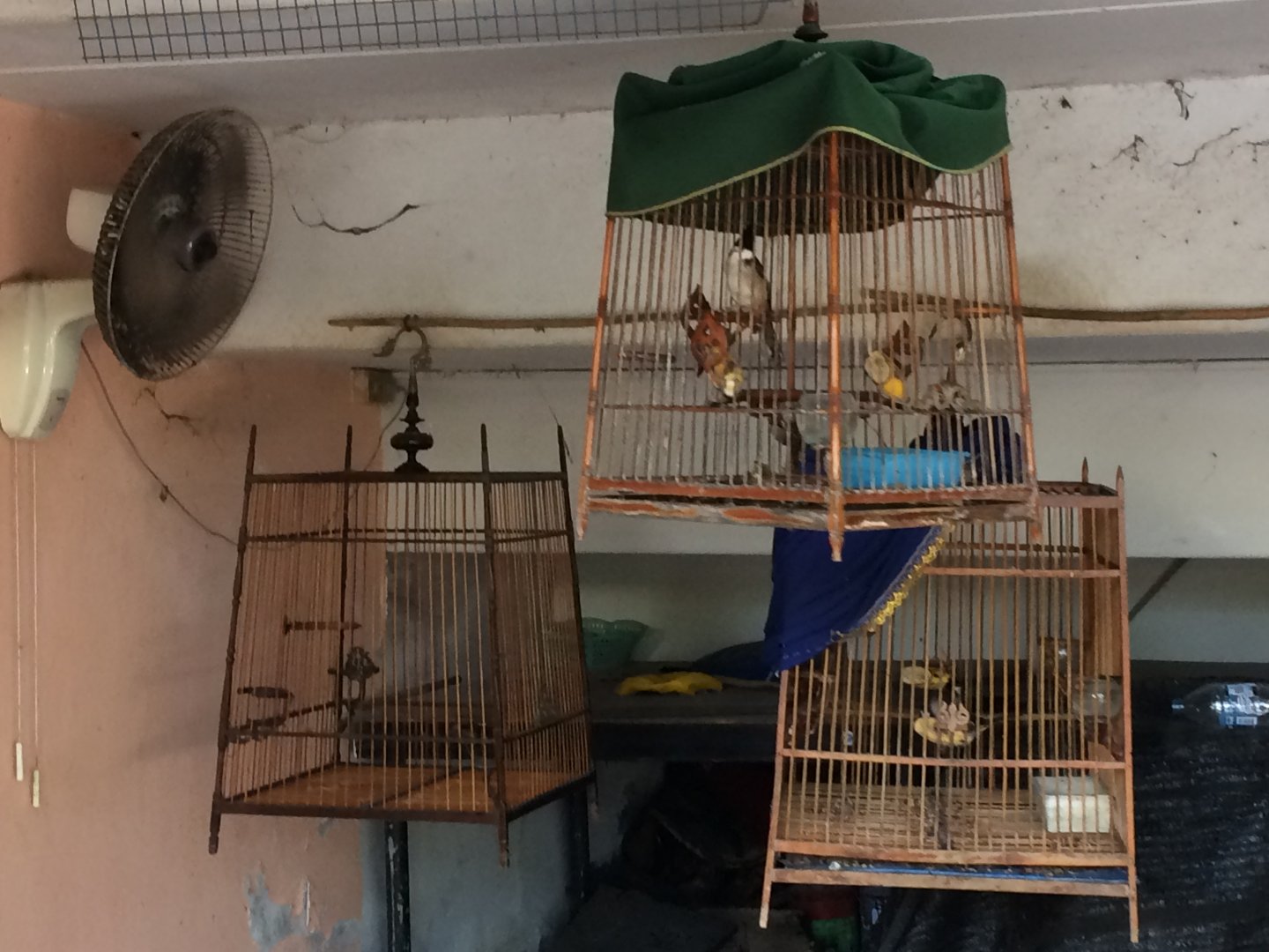 Red Whiskered Bulbuls