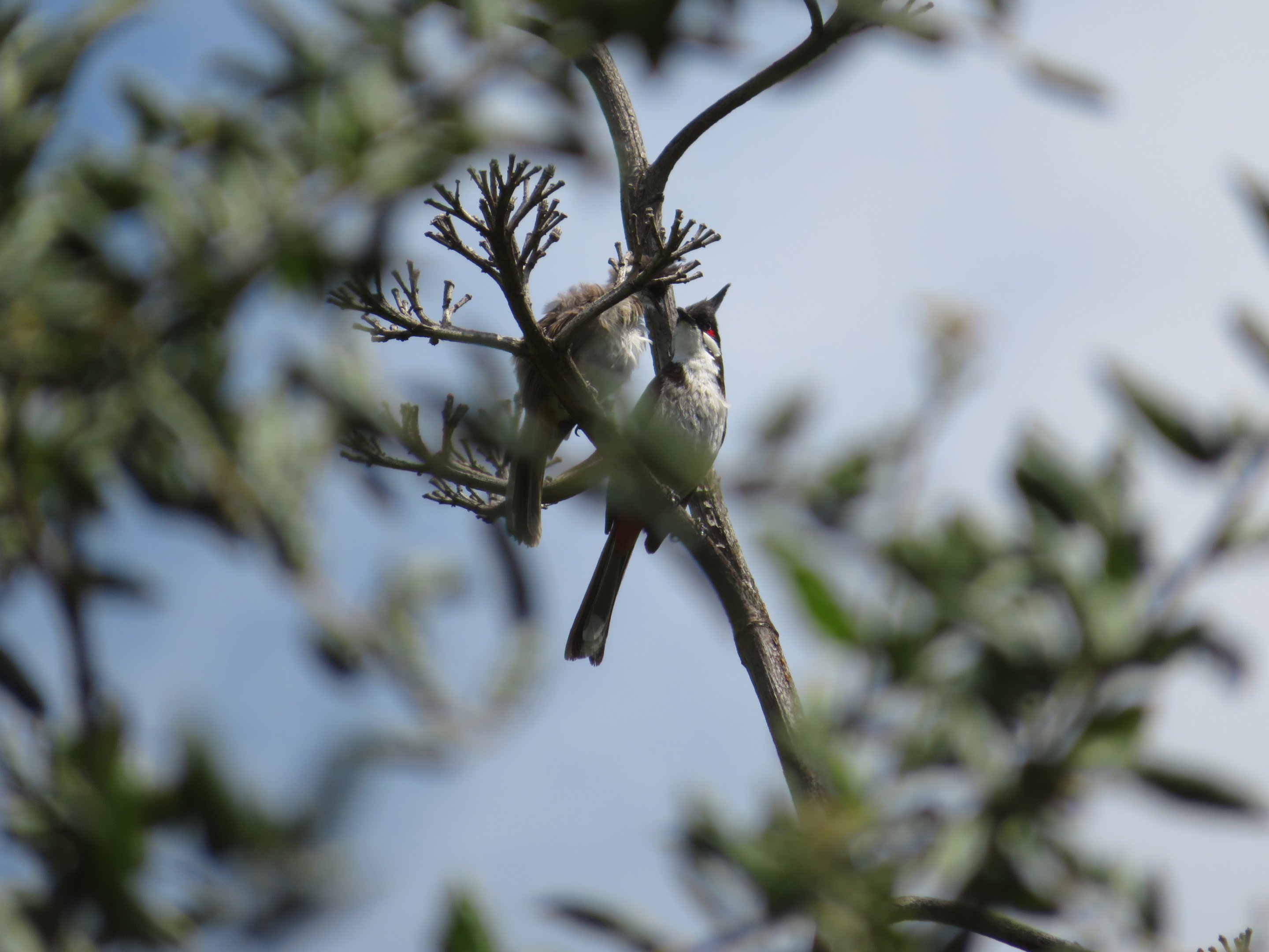 Red-whiskered Bulbuls