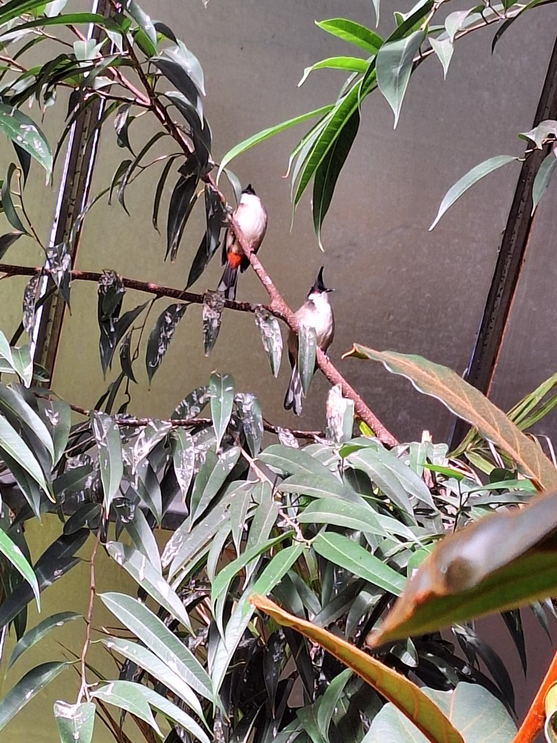 Red-whiskered Bulbuls