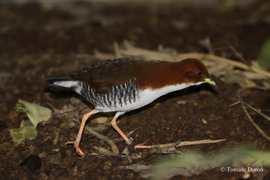 Red & White Crake (Laterallus leucopyrrhus).