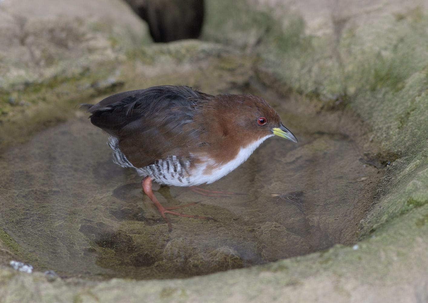 Red & white crake