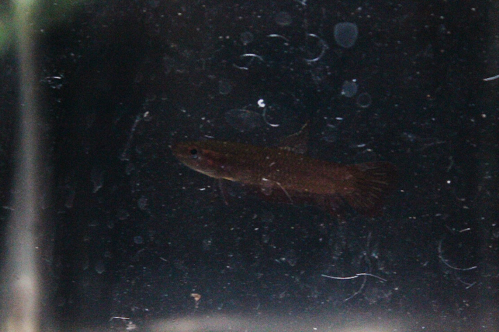 Red wine betta (Betta coccina) - PCBA