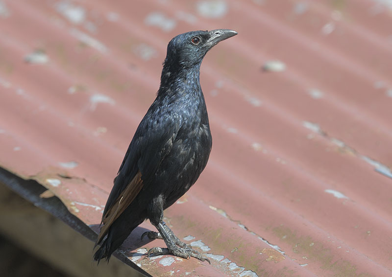 Red-wing starling male