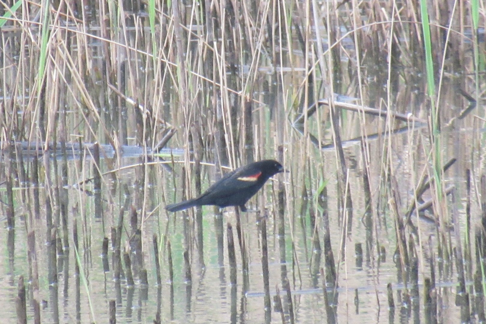 red winged black bird