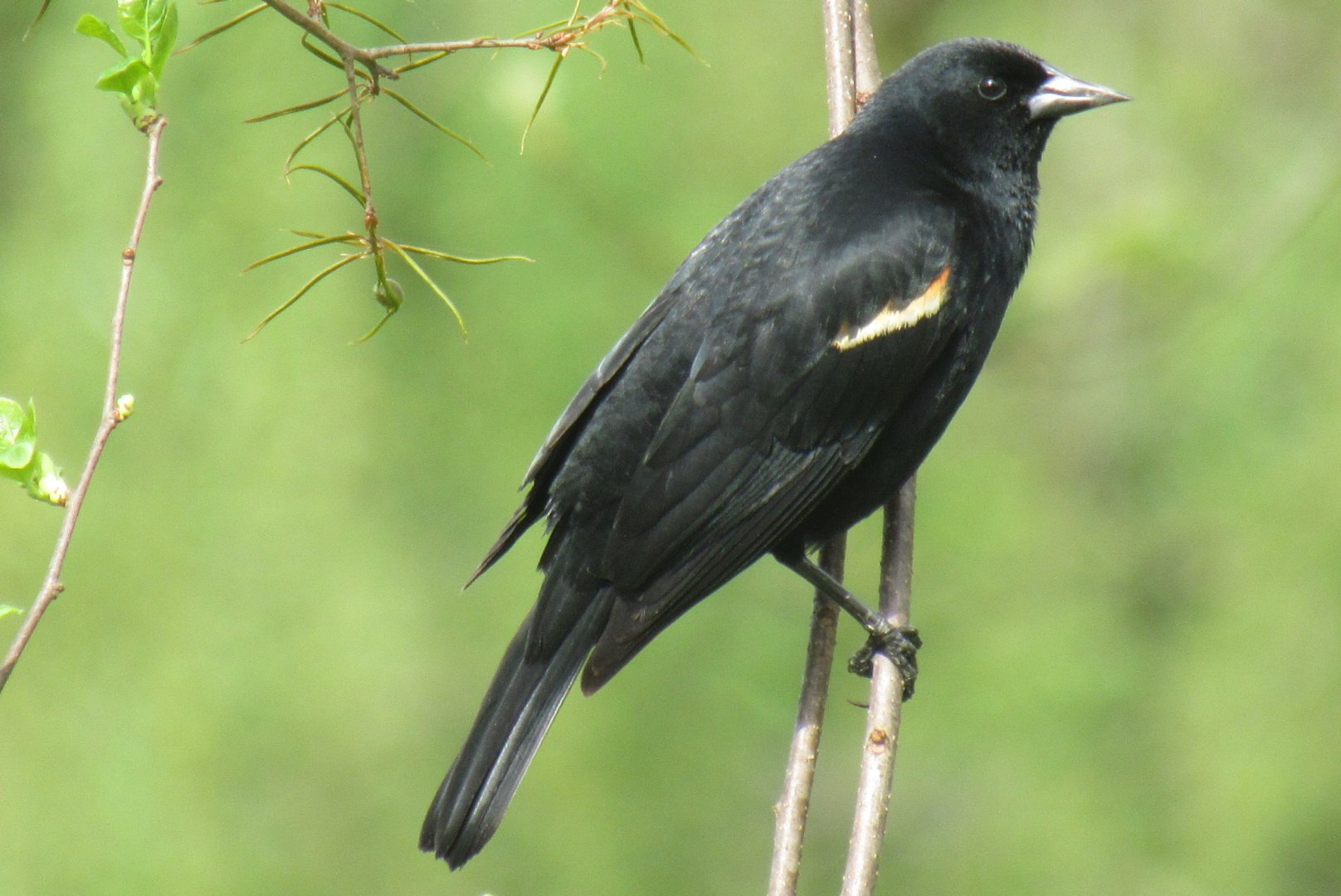 red winged black bird