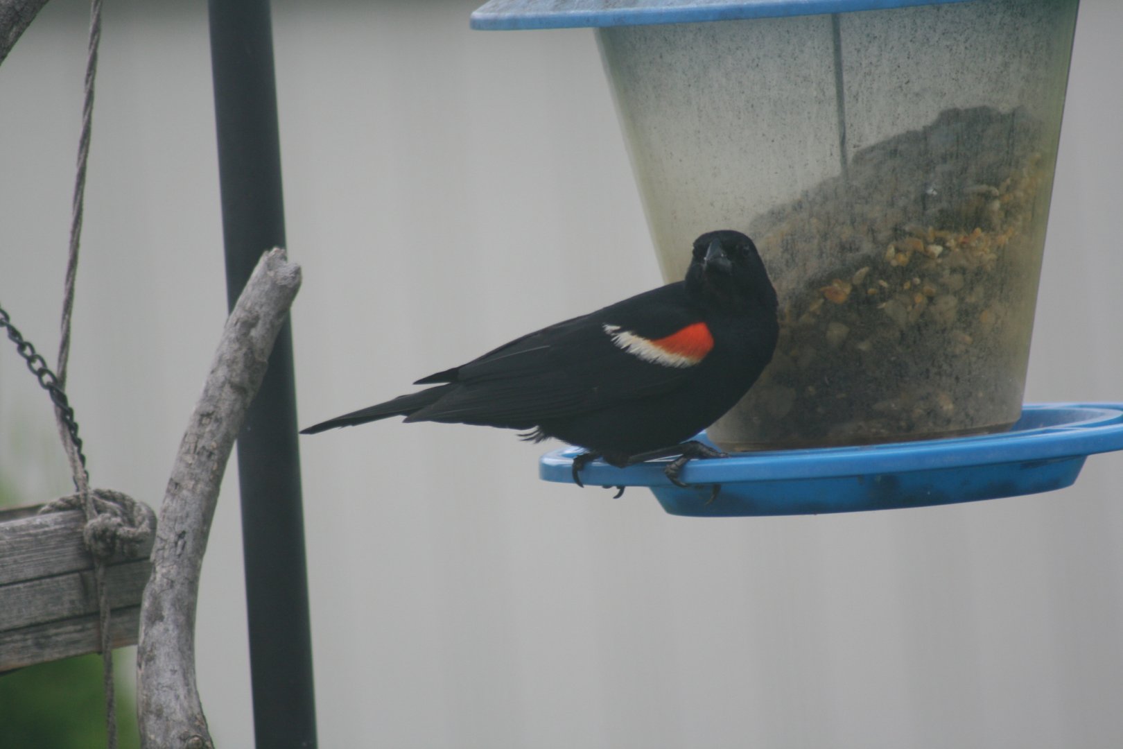 Red Winged Black Bird