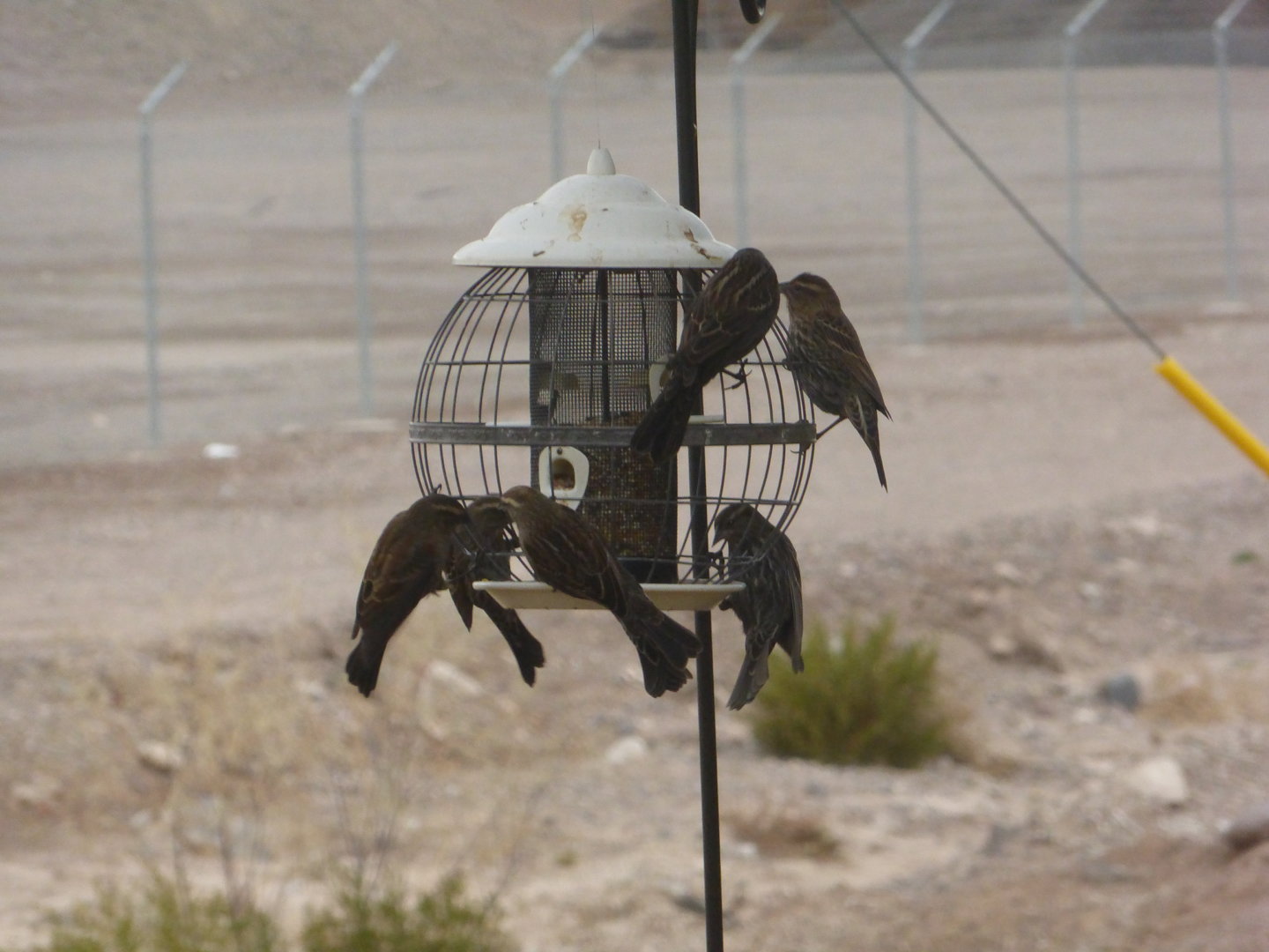 Red winged black birds