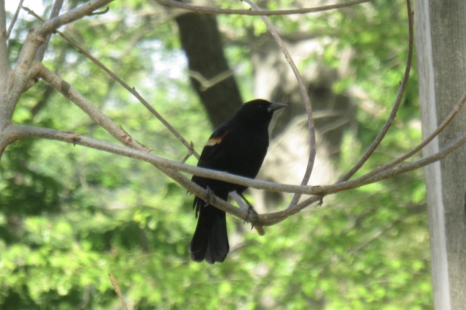 Red winged black birs