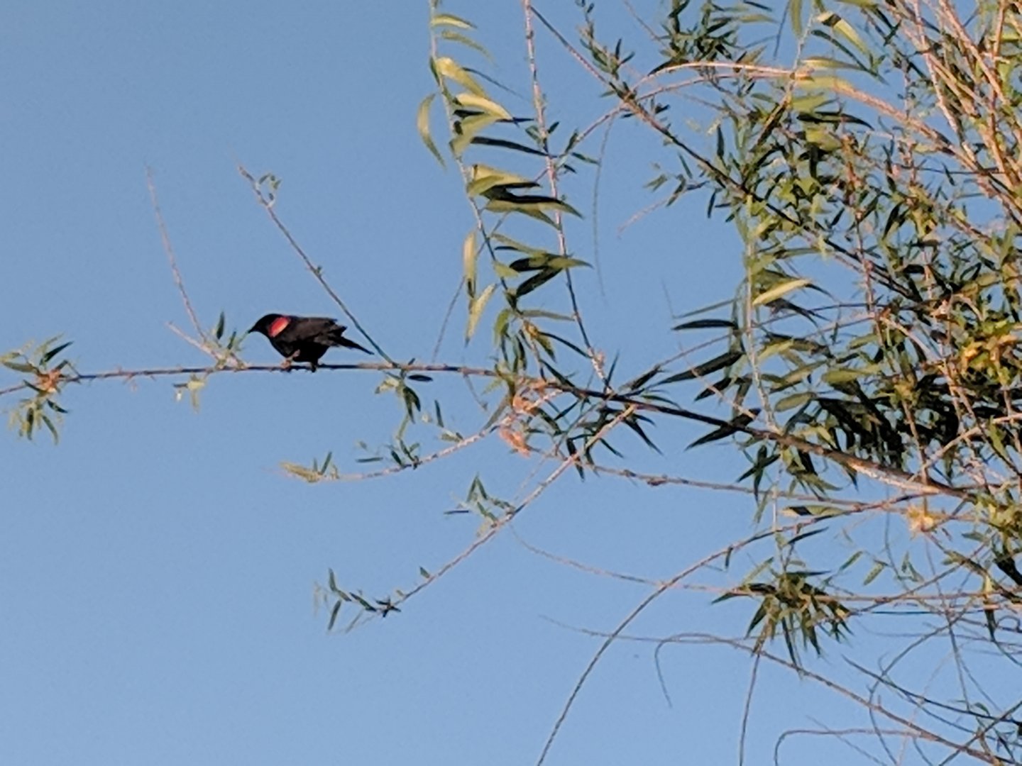 Red-winged blackbird (Agelaius phoeniceus)