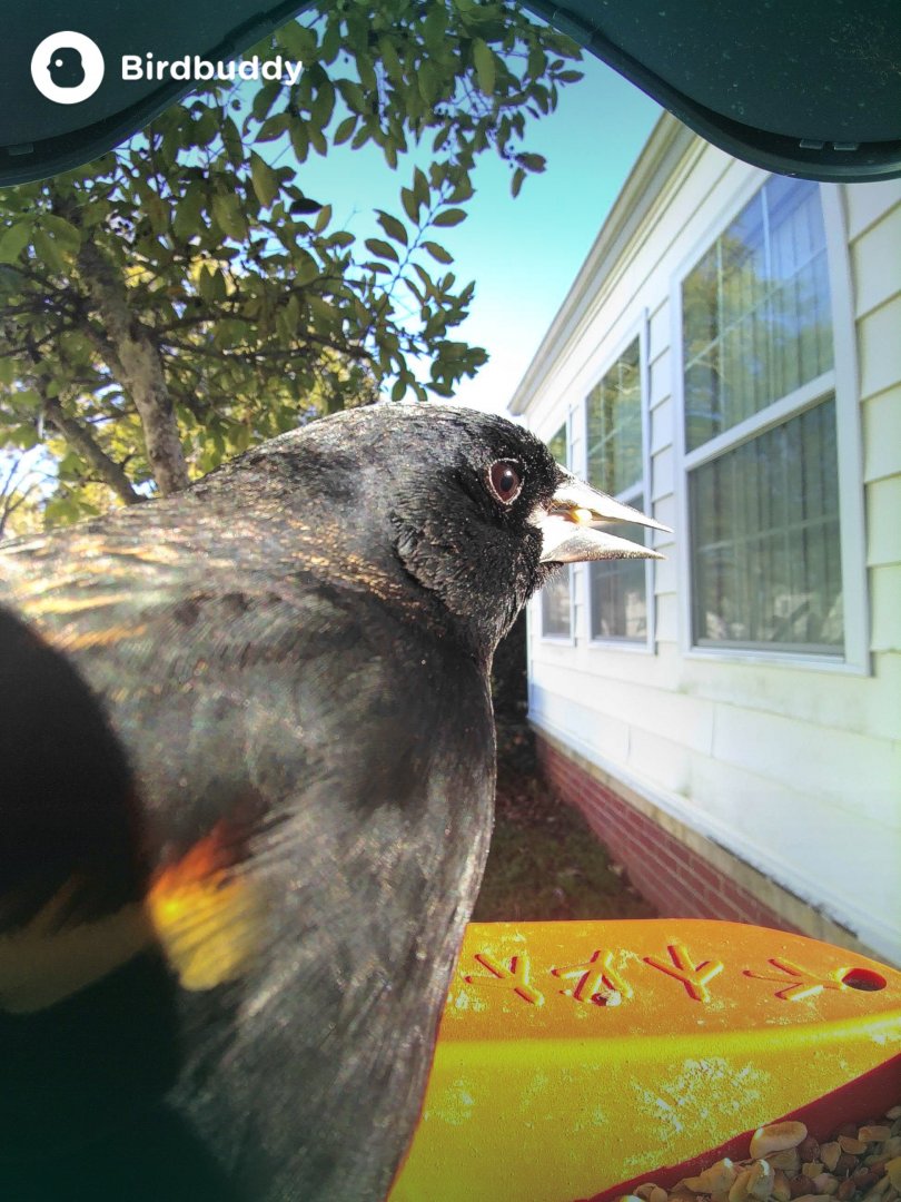 Red-Winged Blackbird (Agelaius phoeniceus)