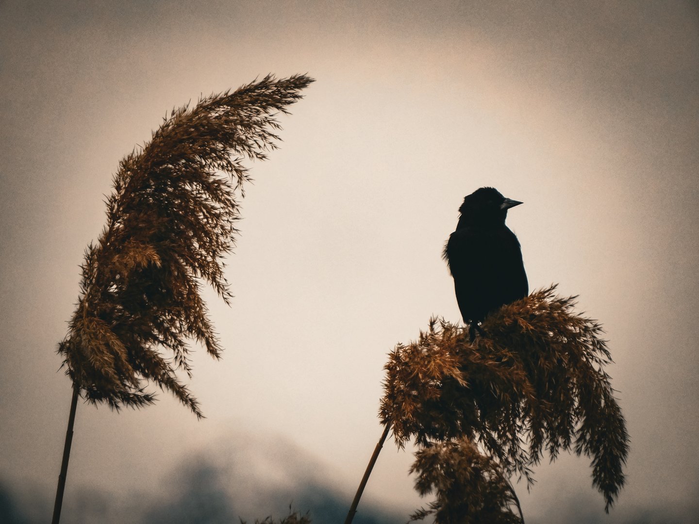 Red Winged Blackbird-Bear River Migratory Bird Refuge-UT