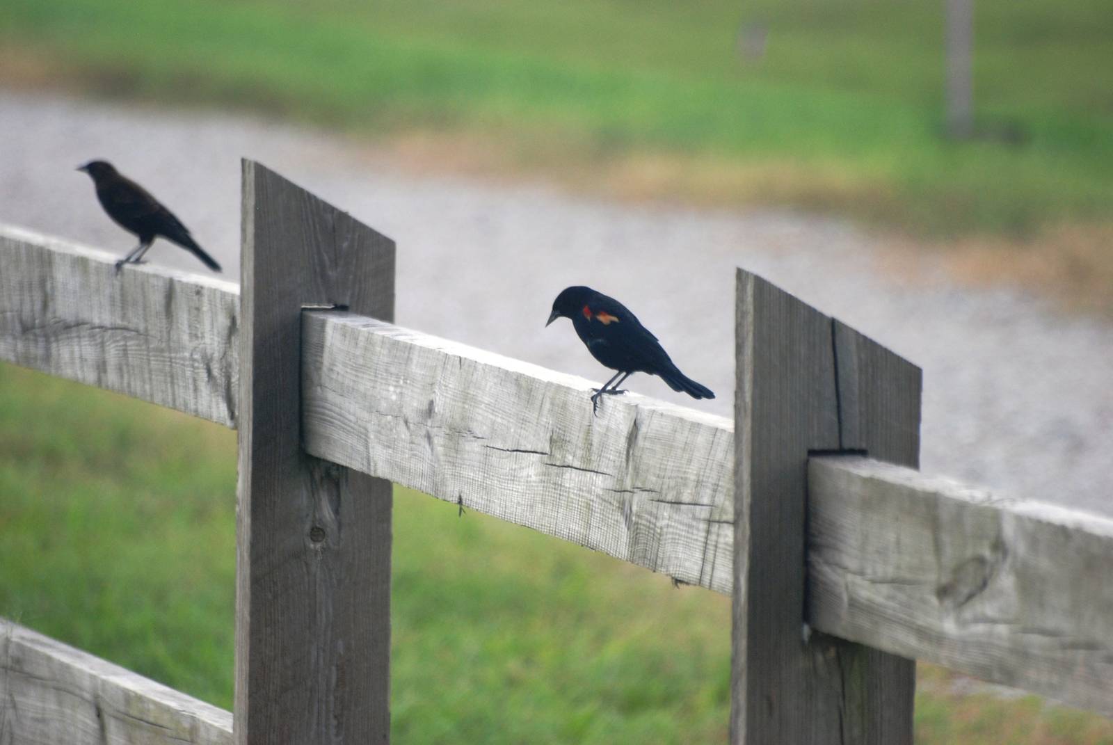 Red-winged Blackbird, Celery Fields, Sarasota, October 2013