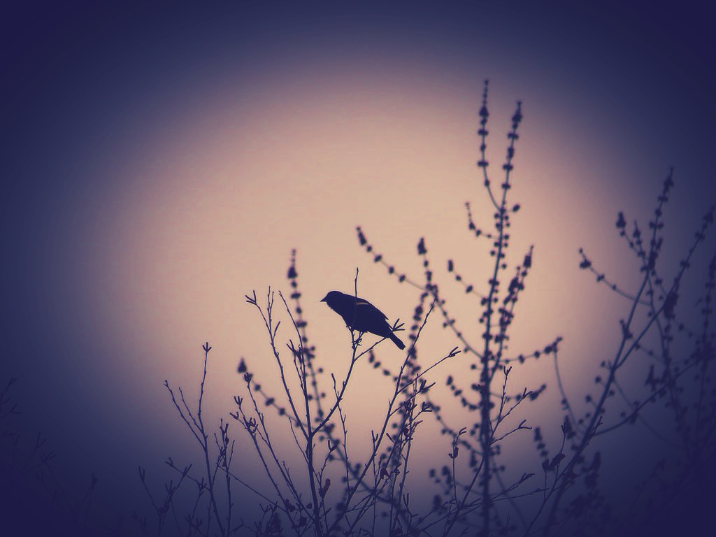 Red-winged blackbird edited shot.