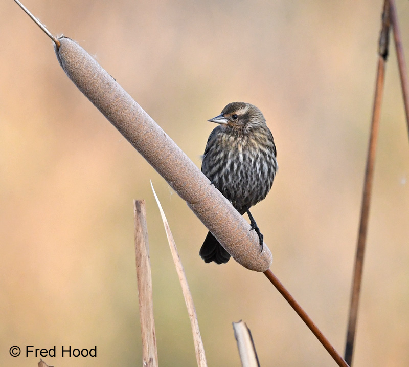 red winged blackbird (female)