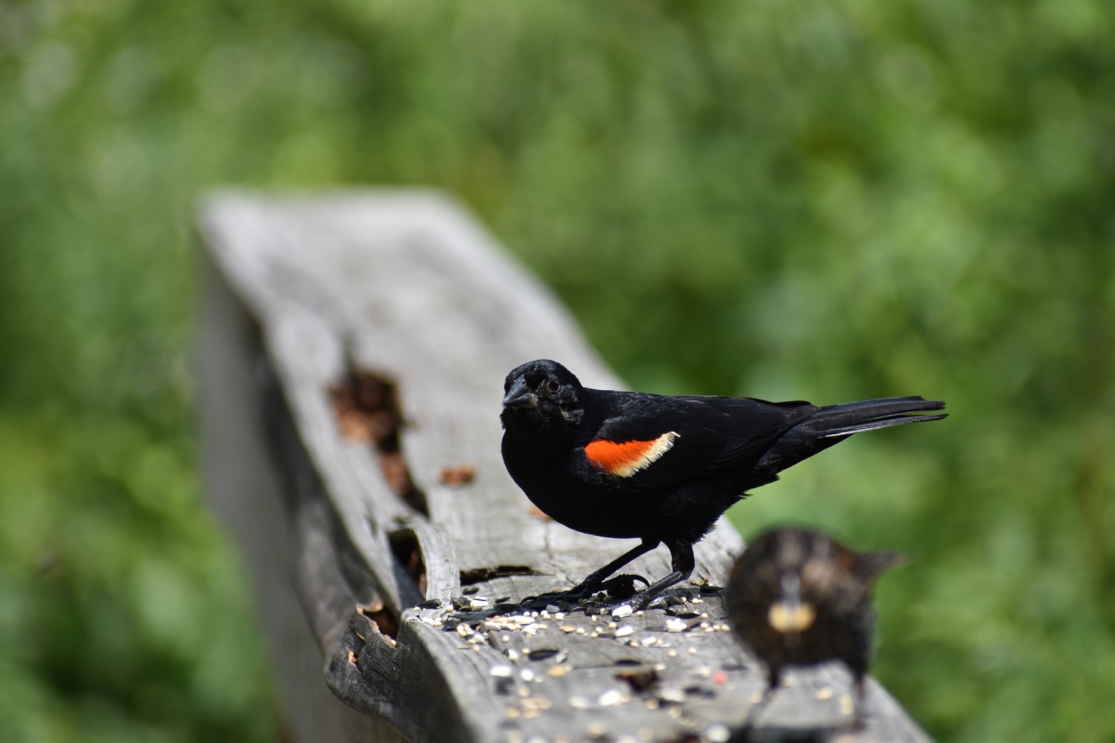 Red Winged Blackbird ~ Horn Pond, Massachusetts