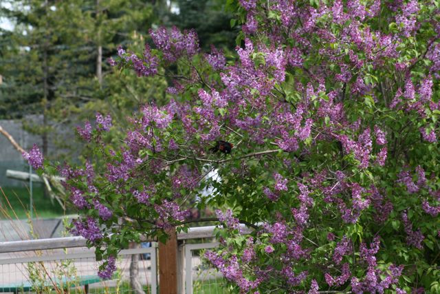 Red-Winged Blackbird in Lilac Bush