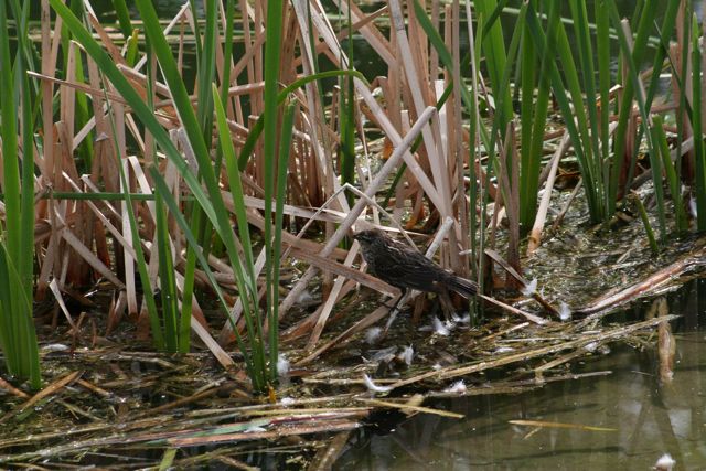 Red-Winged Blackbird Juvinile