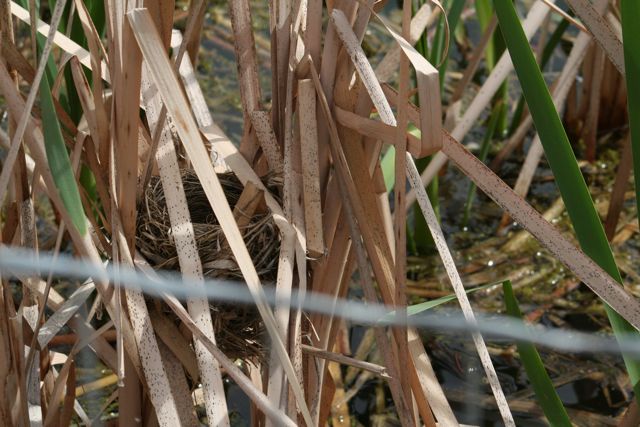 Red-Winged Blackbird Nest