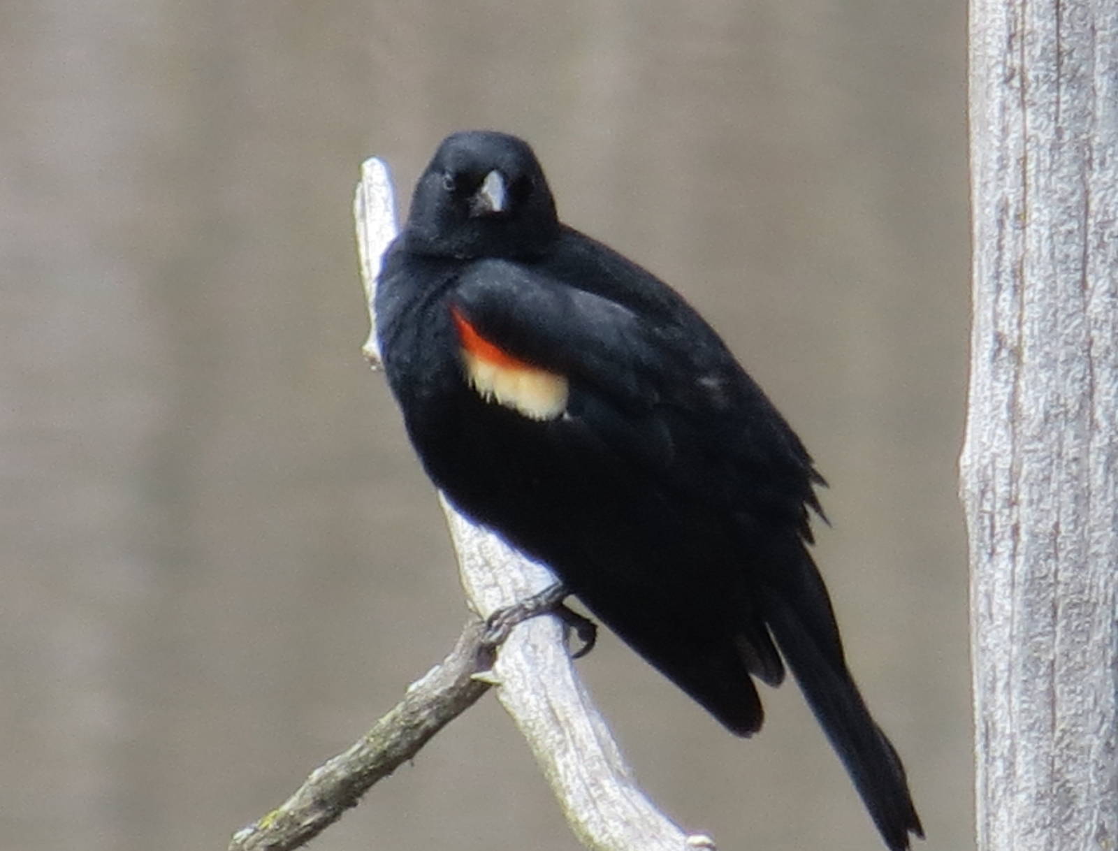 Red-winged Blackbird (wild)