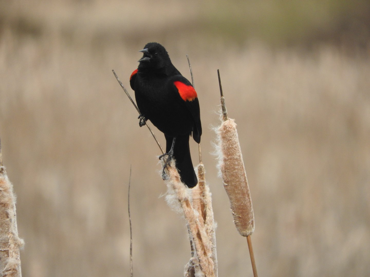 Red-winged Blackbird