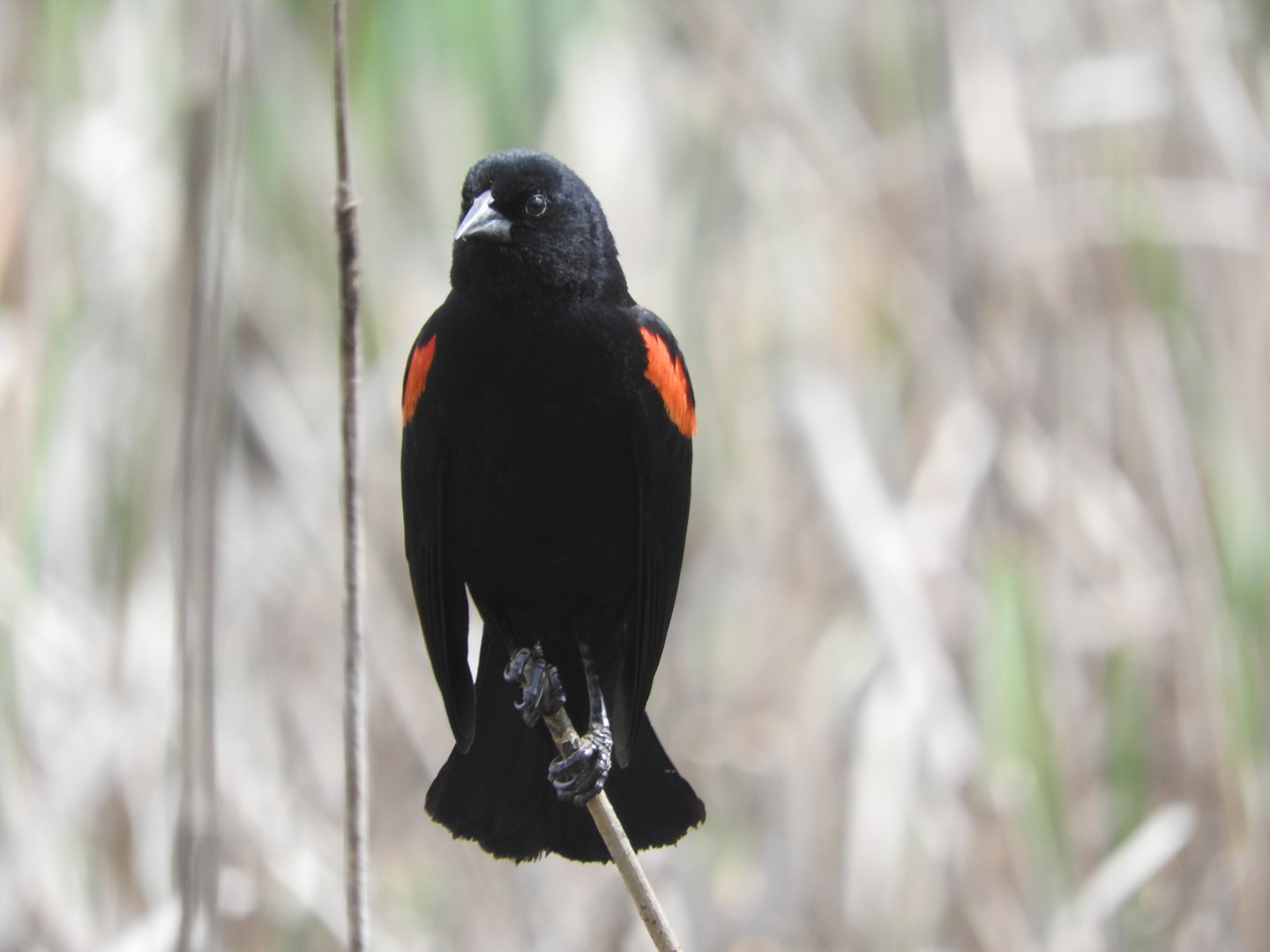 Red-winged Blackbird