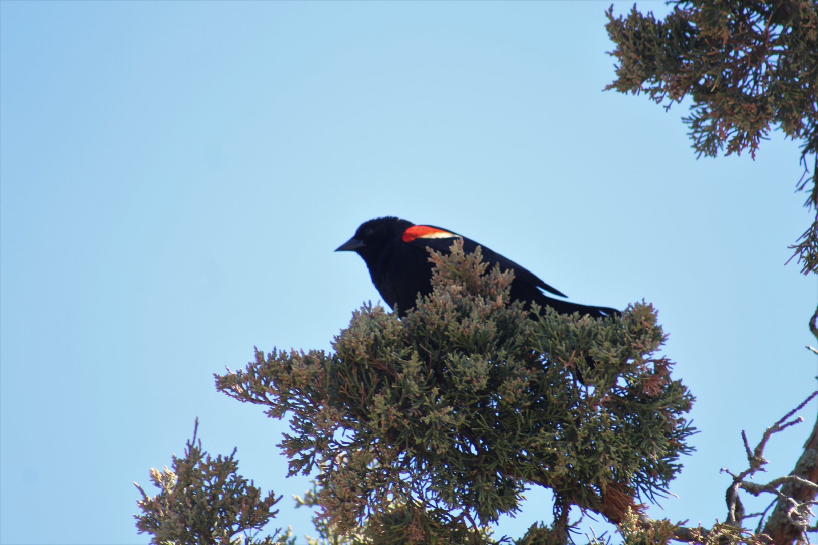 Red-Winged Blackbird