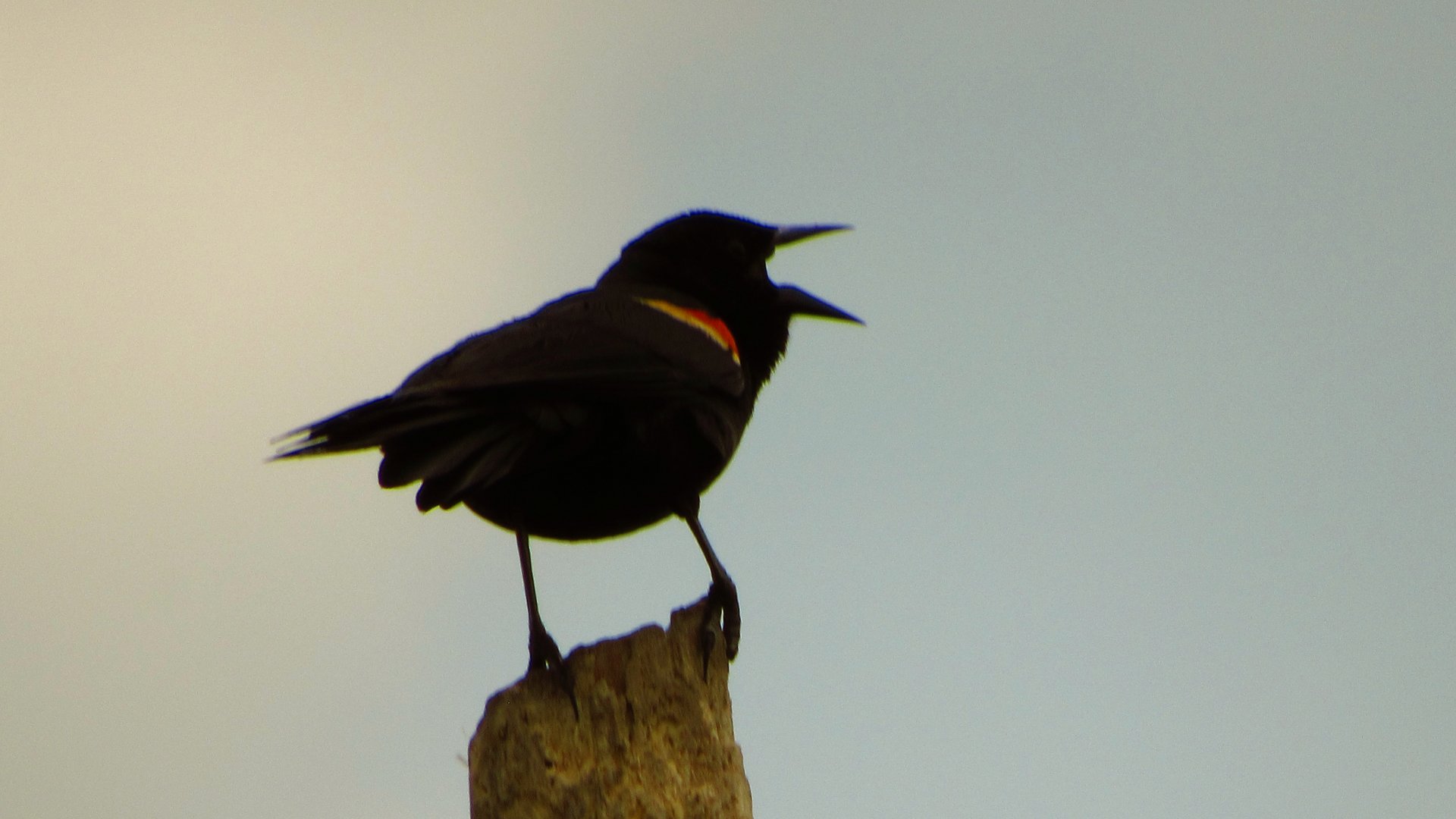 Red-Winged Blackbird
