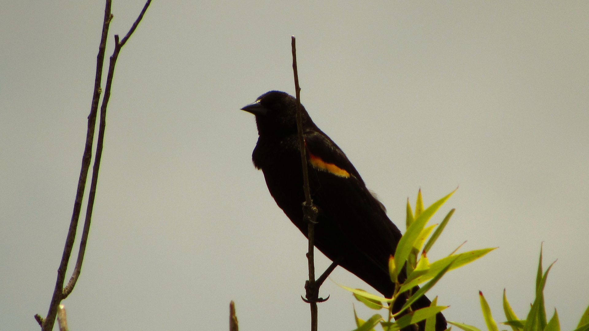 Red-Winged Blackbird