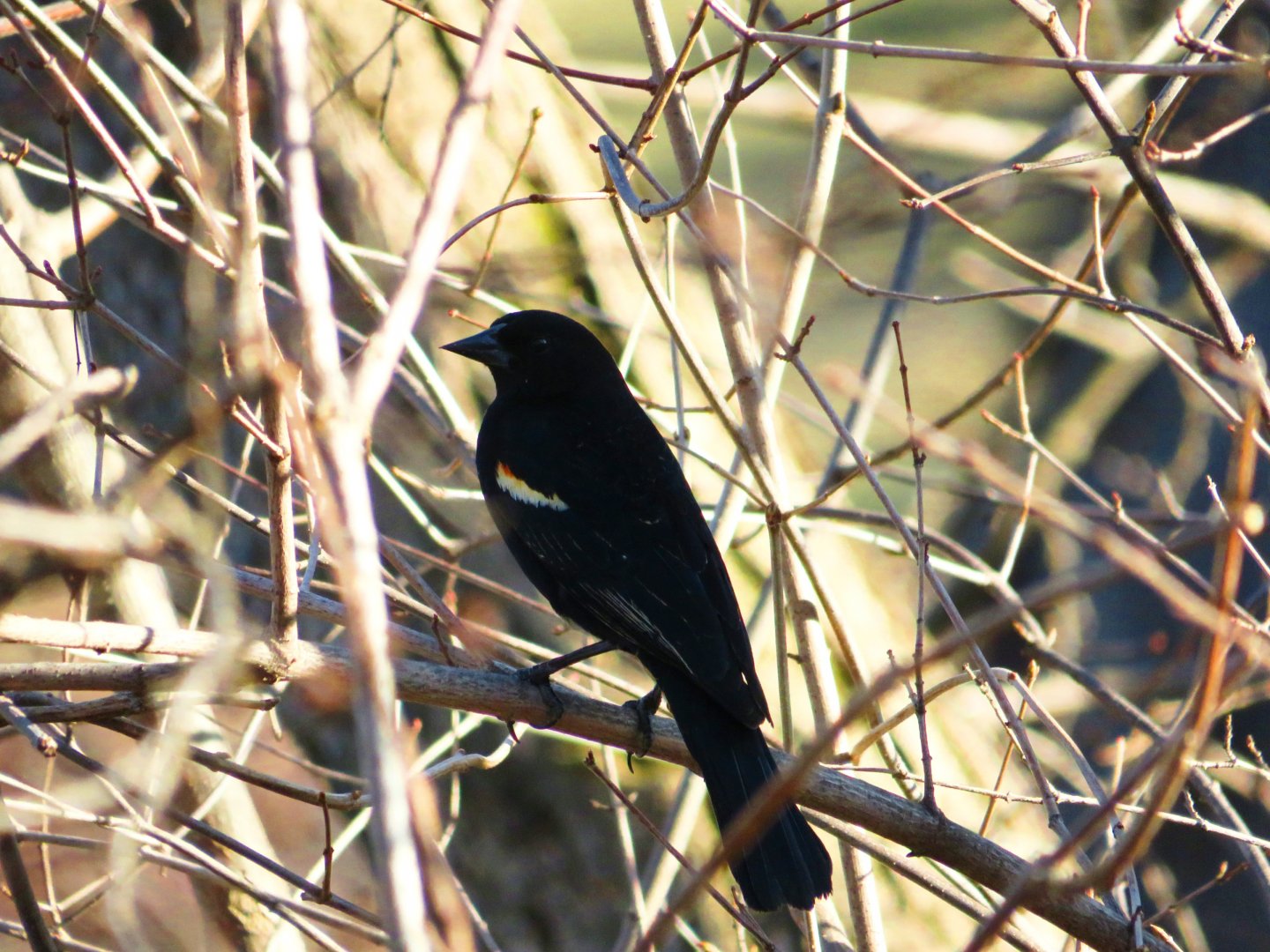 Red-winged blackbird