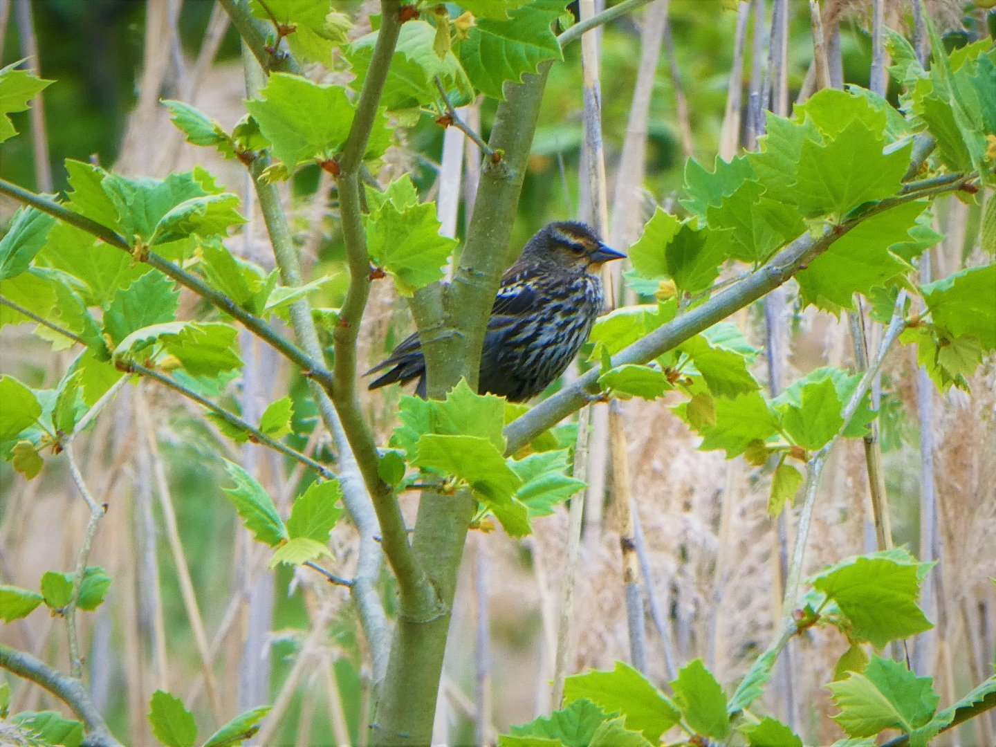 Red-winged Blackbird