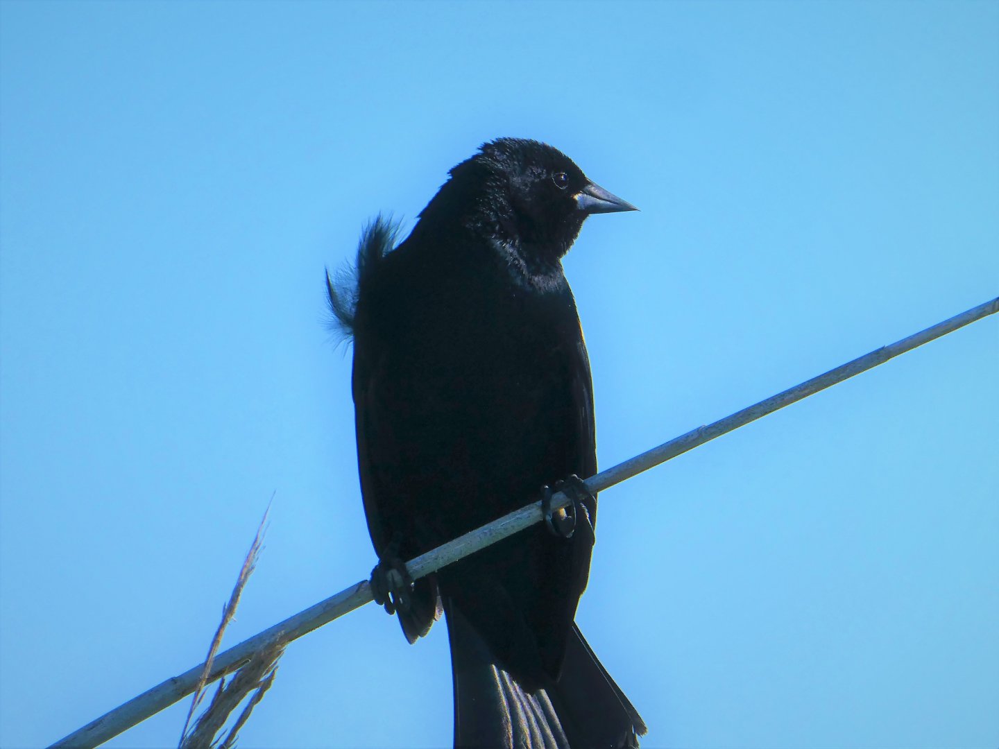 Red-winged Blackbird