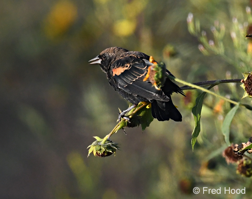 red winged blackbird