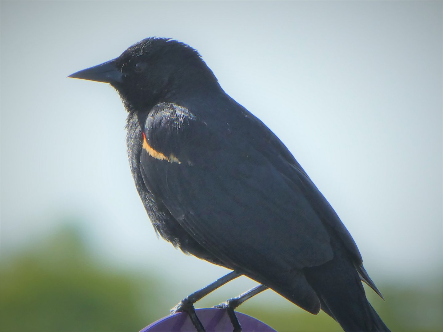 Red-winged Blackbird