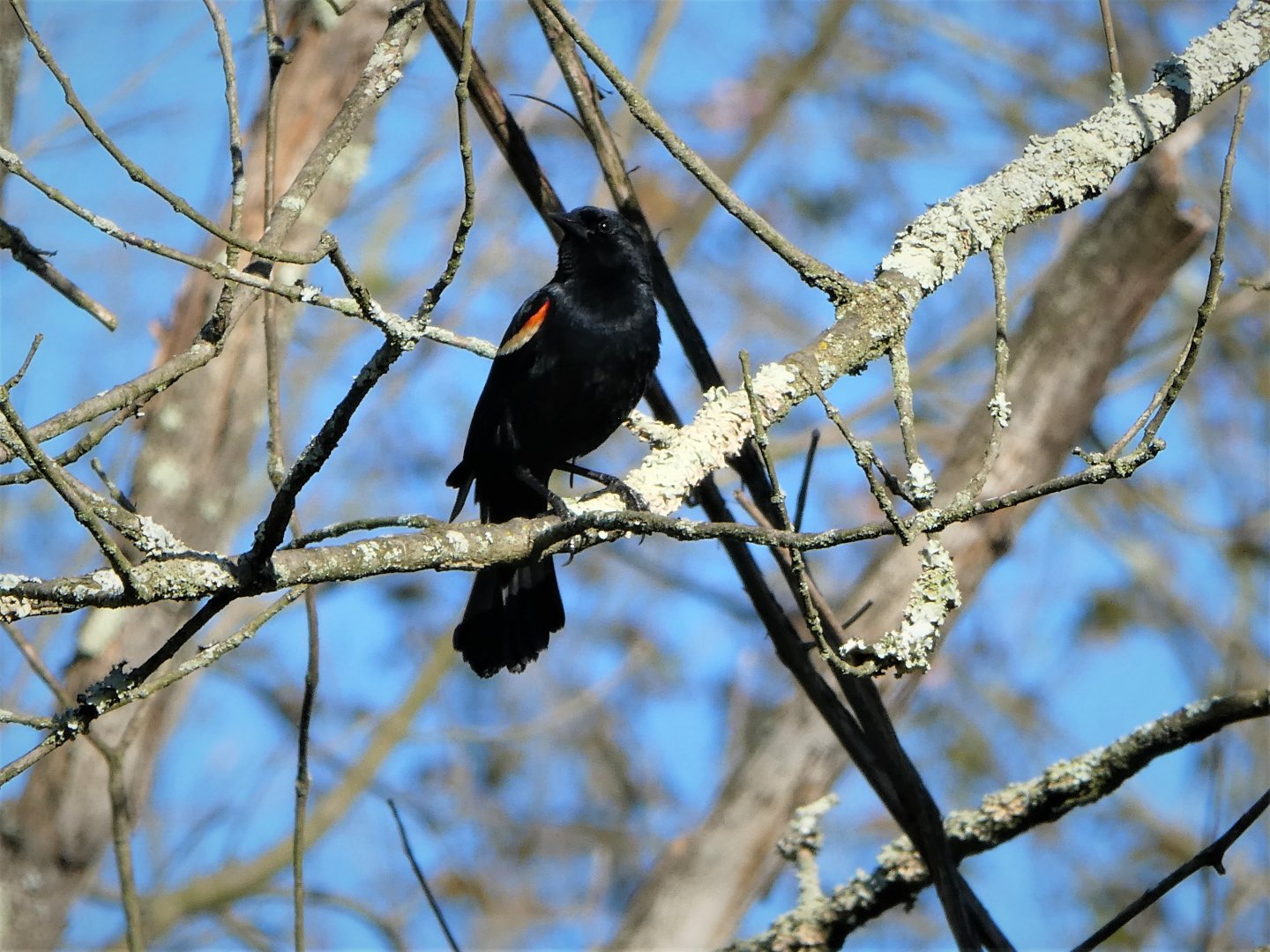 Red-winged Blackbird