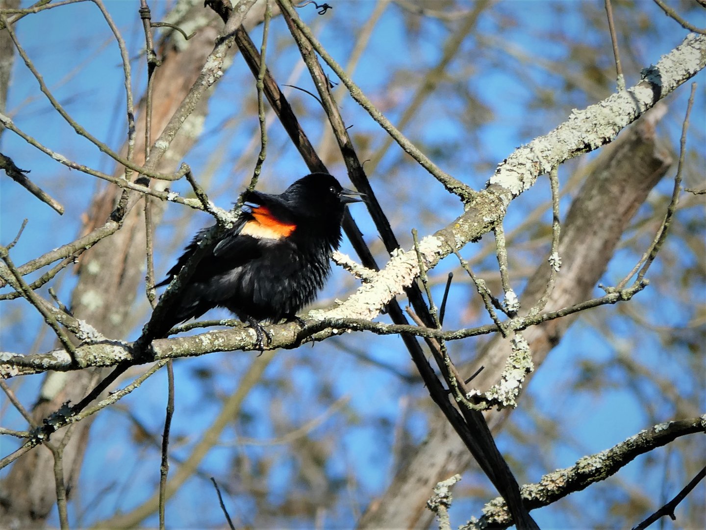 Red-winged Blackbird