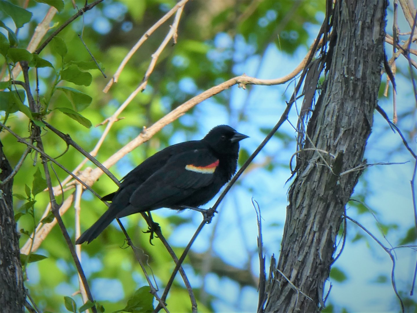 Red-winged Blackbird